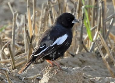 Foto de Lark Bunting (Calamospiza melanocorys)