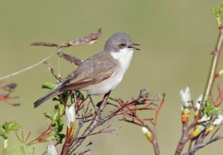Foto de Lesser Whitethroat (Curruca curruca)