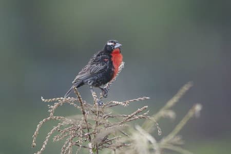 Foto de Loica Peruana (Leistes bellus)