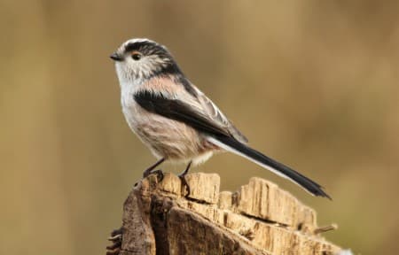 Foto de Long-Tailed Tit (Aegithalos caudatus)