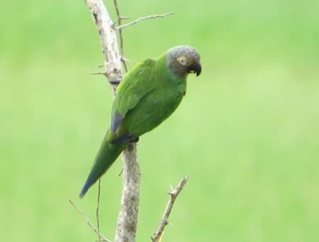 Foto de Lorita Pico Negro (Touit melanonotus)