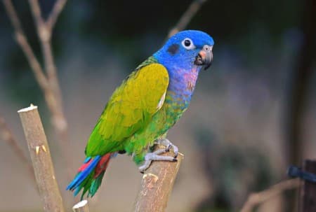 Foto de Loro Cabeciazul (Pionus menstruus)