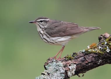 Foto de Louisiana Waterthrush (Parkesia motacilla)