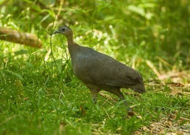 Foto de Macuco (Tinamus solitarius)