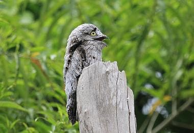 Foto de Mãe da Lua (Nyctibius griseus)