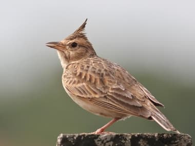Foto de Malabar Lark (Galerida malabarica)