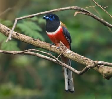 Foto de Malabar Trogon (Harpactes fasciatus)