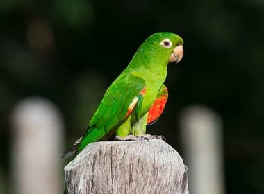 Foto de Maritaca (Pionus maximiliani)