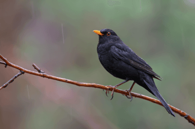 Foto de Common Blackbird (Turdus merula)
