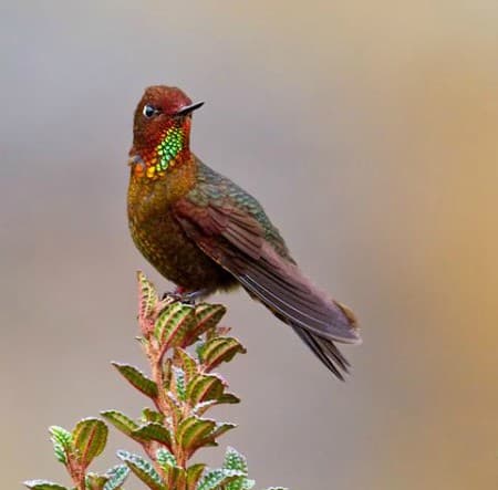 Foto de Metalura De Teresa (Metallura theresiae)