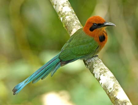 Foto de Momoto Picoancho (Electron platyrhynchum)