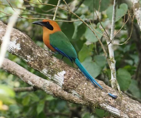 Foto de Momoto Yeruvá Occidental (Baryphthengus martii)