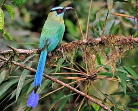 Foto de Motmot Montañero (Momotus aequatorialis)