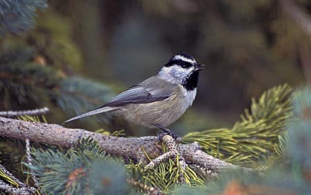 Foto de Mountain Chickadee (Poecile gambeli)