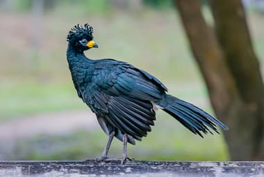 Foto de Mutum de Penacho (Crax fasciolata)