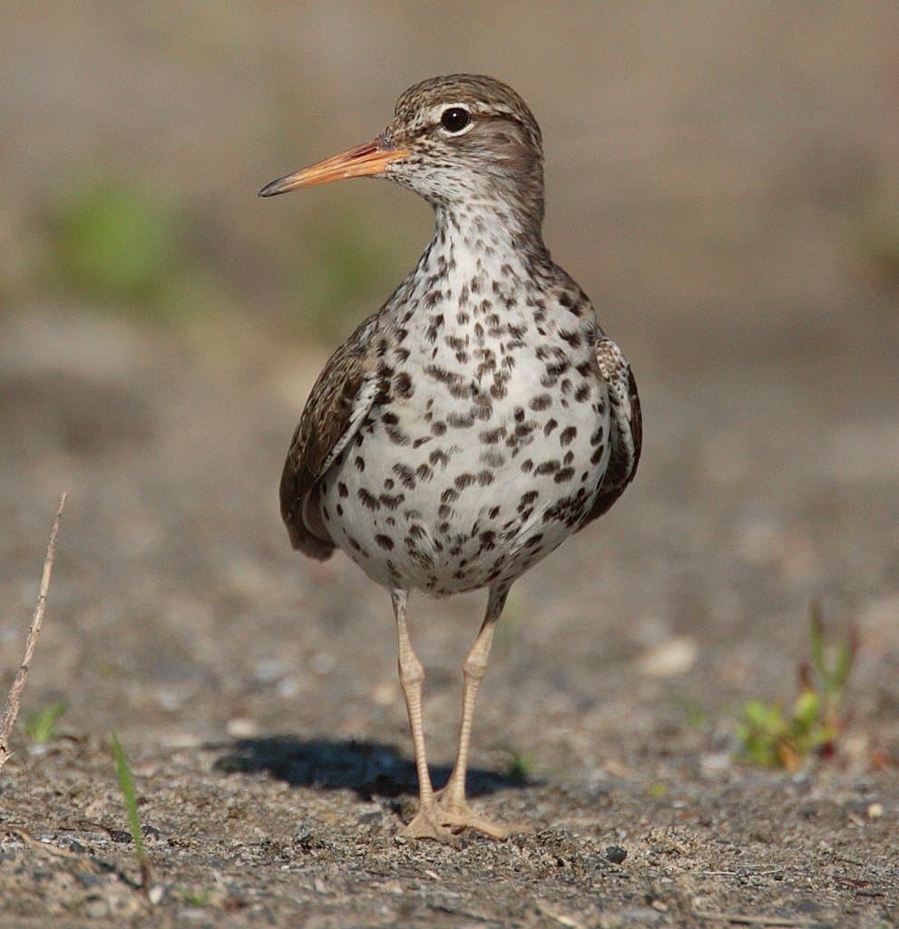 Foto de Playero alzacolita (Actitis macularius)