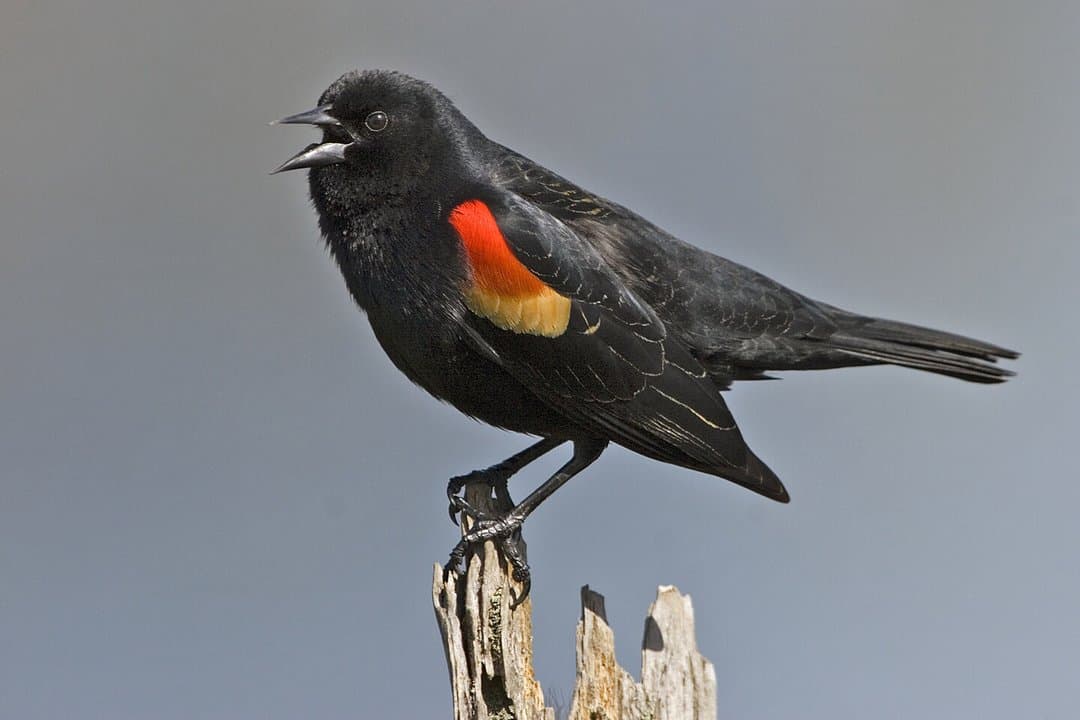 Foto de Tordo sargento (Agelaius phoeniceus)