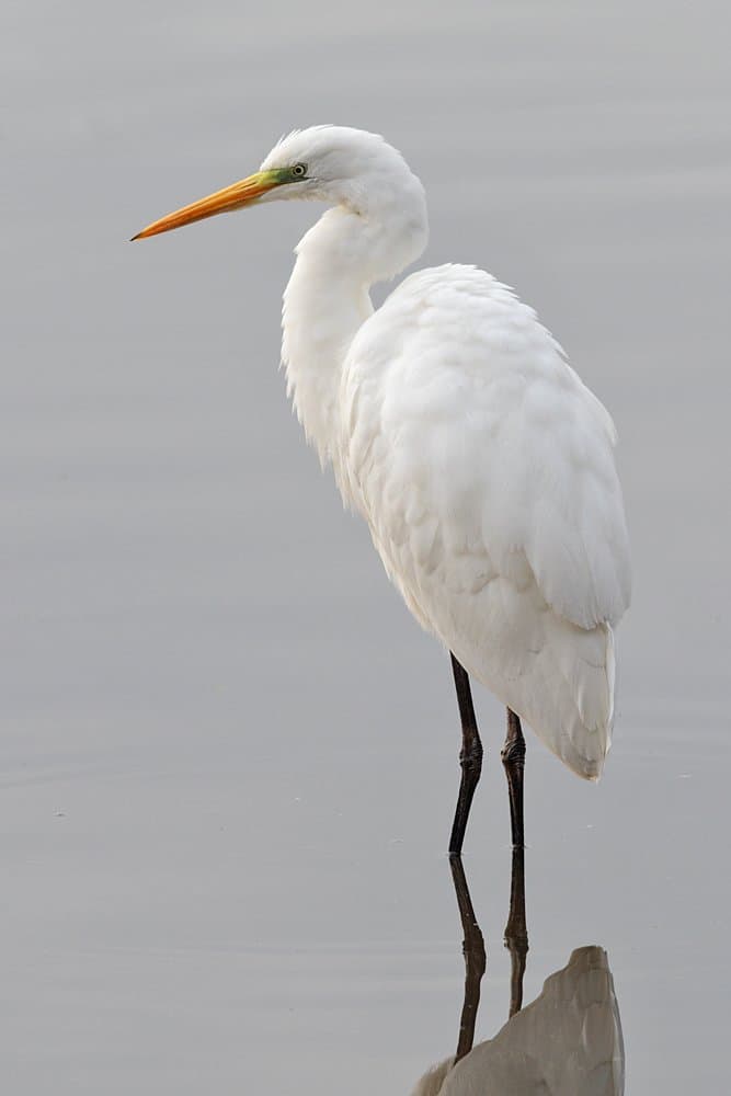 Foto de Garza blanca (Ardea alba)