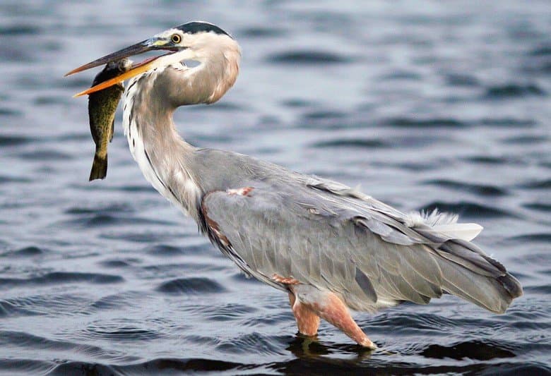 Foto de Garza morena (Ardea herodias)