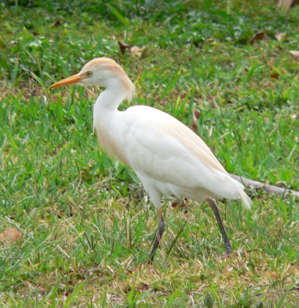 Foto de Garcilla bueyera occidental (Ardea ibis)
