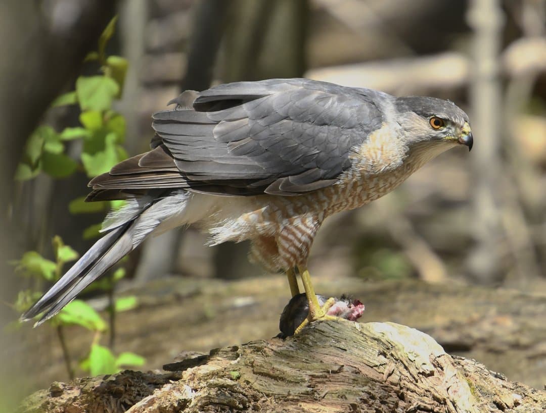 Foto de Gavilán de Cooper (Astur cooperii)