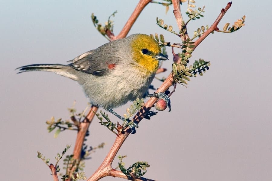 Foto de Baloncillo (Auriparus flaviceps)