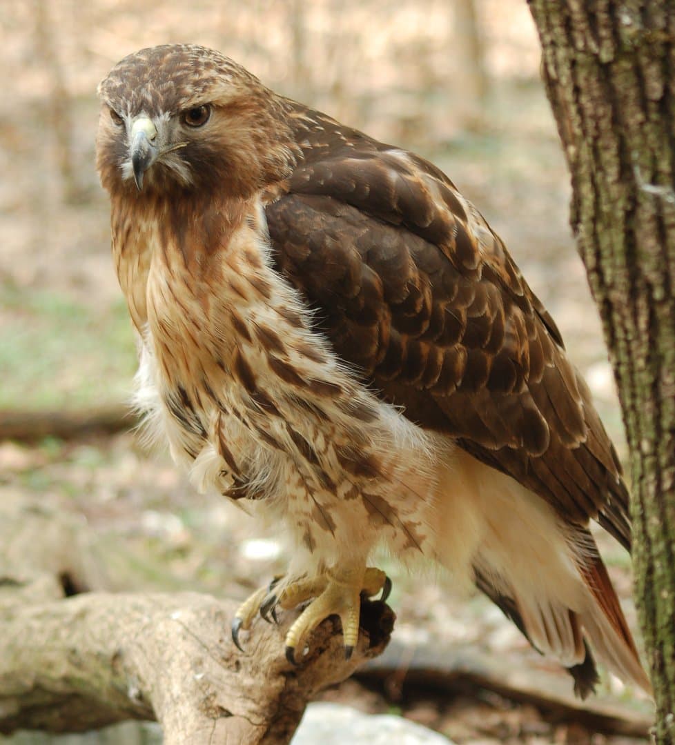 Foto de Aguililla cola roja (Buteo jamaicensis)