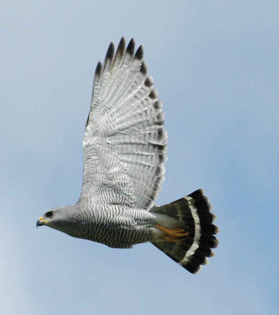 Foto de Aguililla gris (Buteo plagiatus)