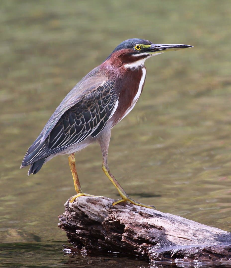 Foto de Garcita Verde (Butorides virescens)