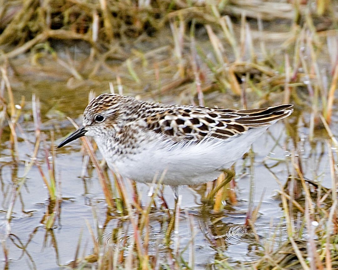 Foto de Playero Diminuto (Calidris minutilla)