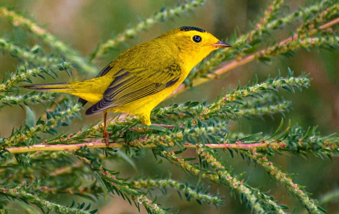 Foto de Chipe corona negra (Cardellina pusilla)