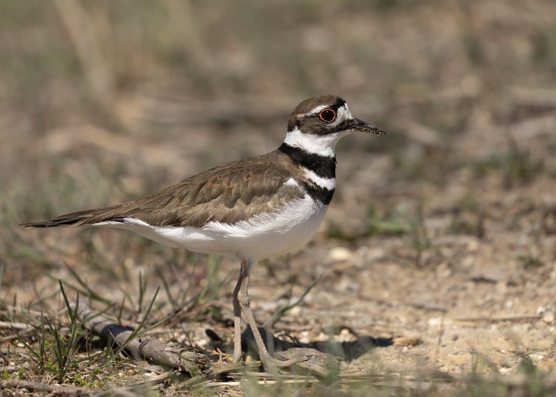Foto de Chorlo tildío (Charadrius vociferus)
