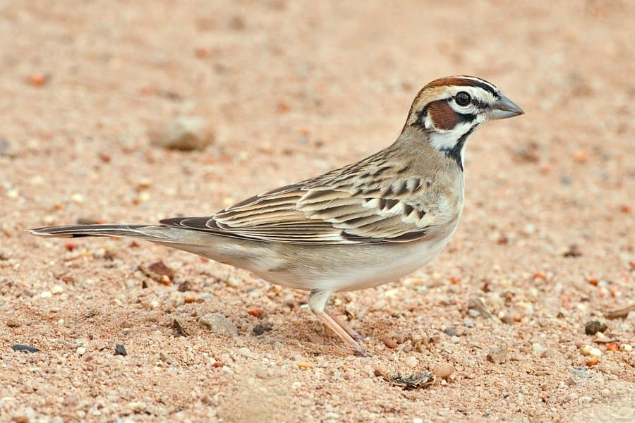 Foto de Gorrión arlequín (Chondestes grammacus)