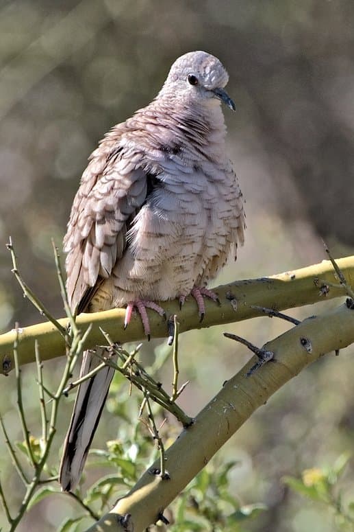 Foto de Tortolita Cola Larga (Columbina inca)