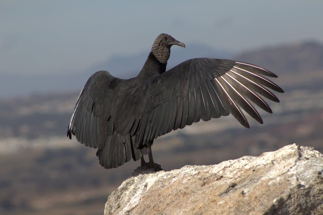 Foto de Zopilote común (Coragyps atratus)