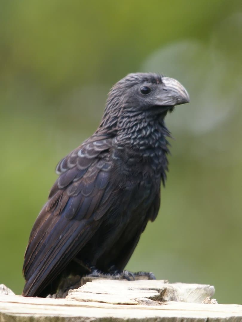 Foto de Garrapatero pijuy (Crotophaga sulcirostris)