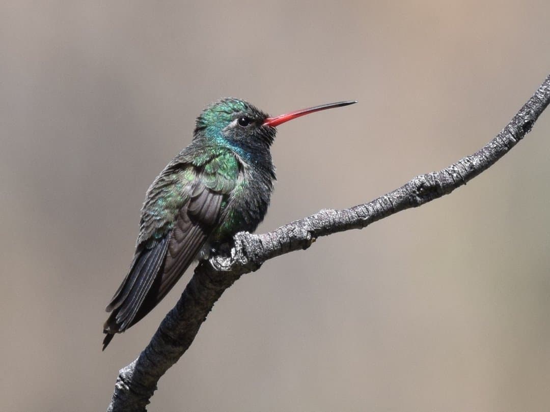Foto de Colibrí pico ancho norteño (Cynanthus latirostris)