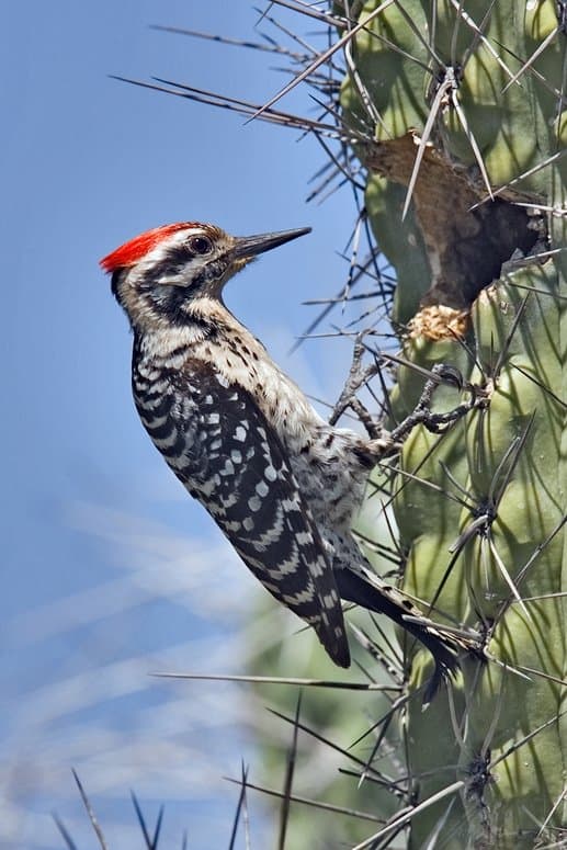 Foto de Carpintero mexicano (Dryobates scalaris)