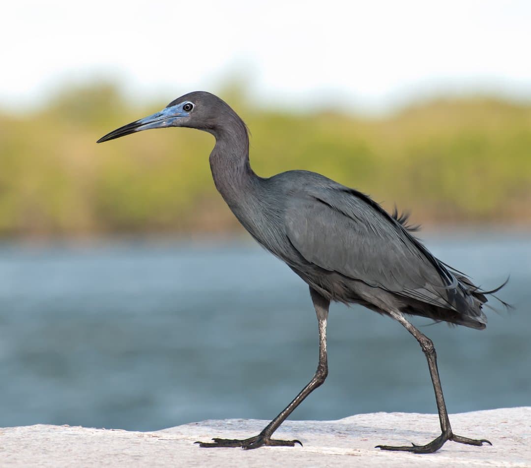 Foto de Garceta Azul (Egretta caerulea)
