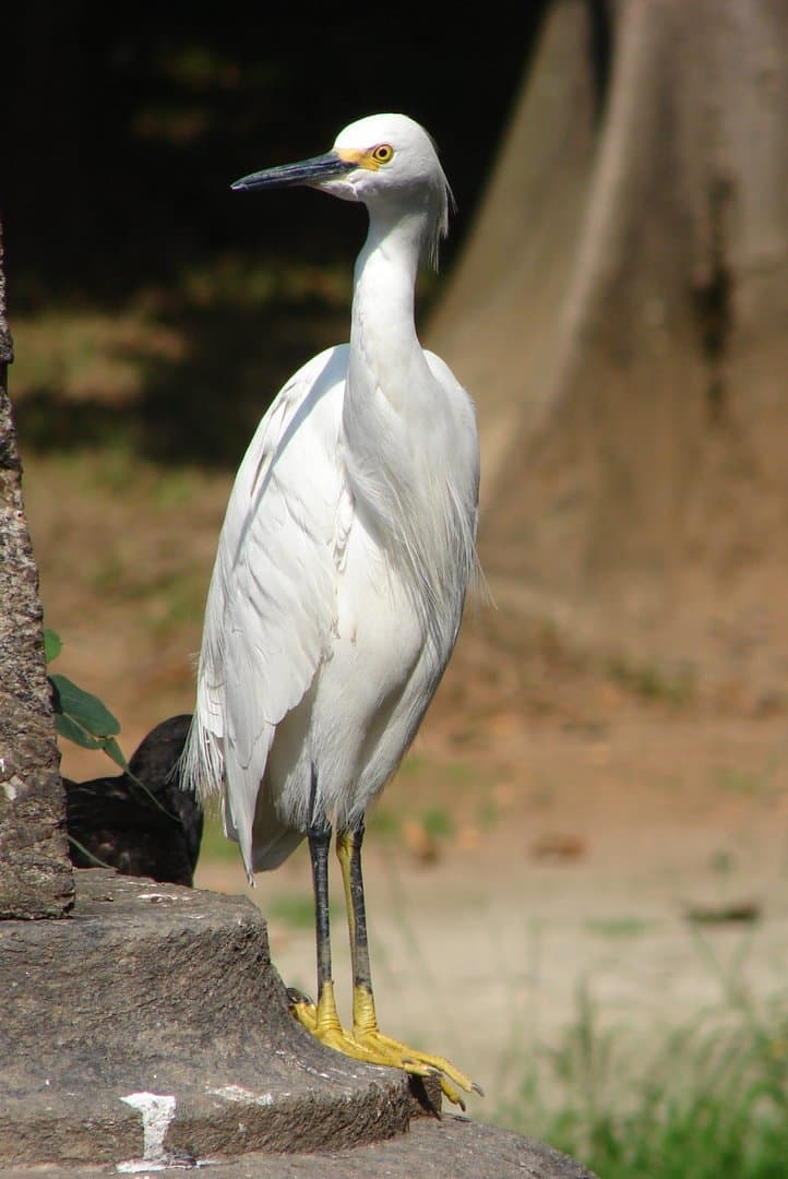 Foto de Garza dedos dorados (Egretta thula)
