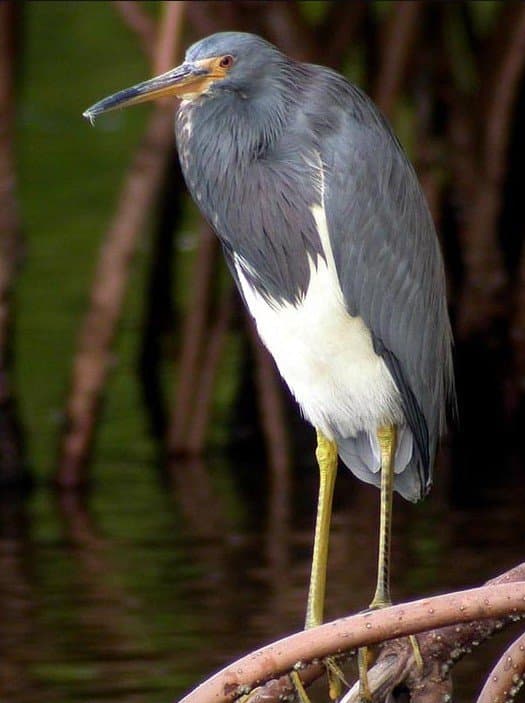 Foto de Garza Tricolor (Egretta tricolor)
