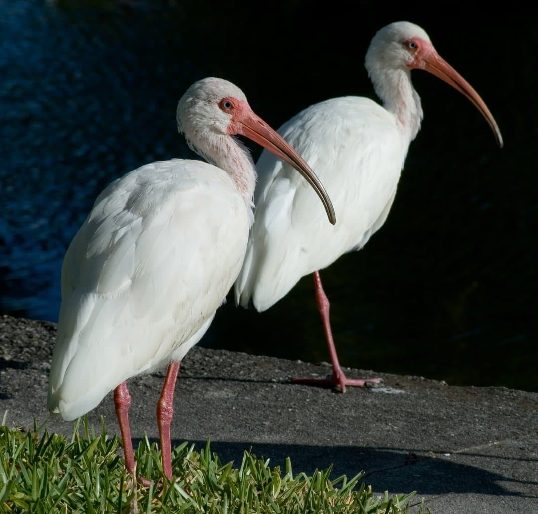 Foto de Ibis Blanco (Eudocimus albus)