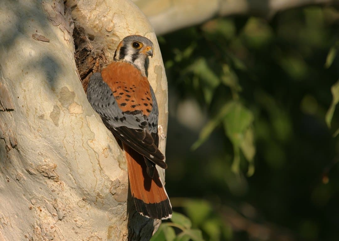 Foto de Cernícalo americano (Falco sparverius)