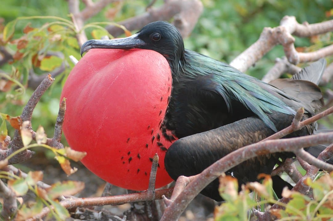 Foto de Fragata Tijereta (Fregata magnificens)