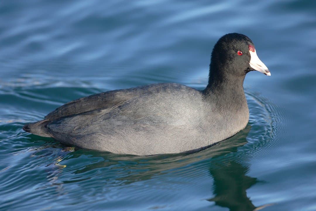 Foto de Gallareta americana (Fulica americana)