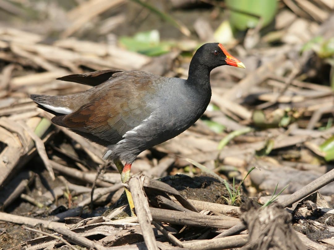 Foto de Gallineta Frente Roja (Gallinula galeata)