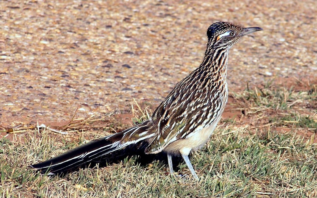 Foto de Correcaminos norteño (Geococcyx californianus)