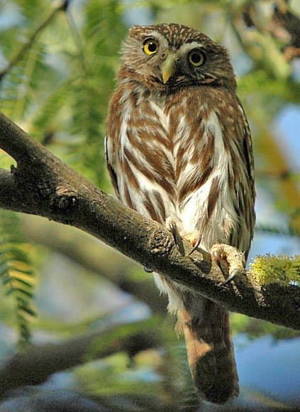 Foto de Tecolote bajeño (Glaucidium brasilianum)