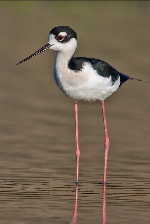 Foto de Monjita Americana (Himantopus mexicanus)