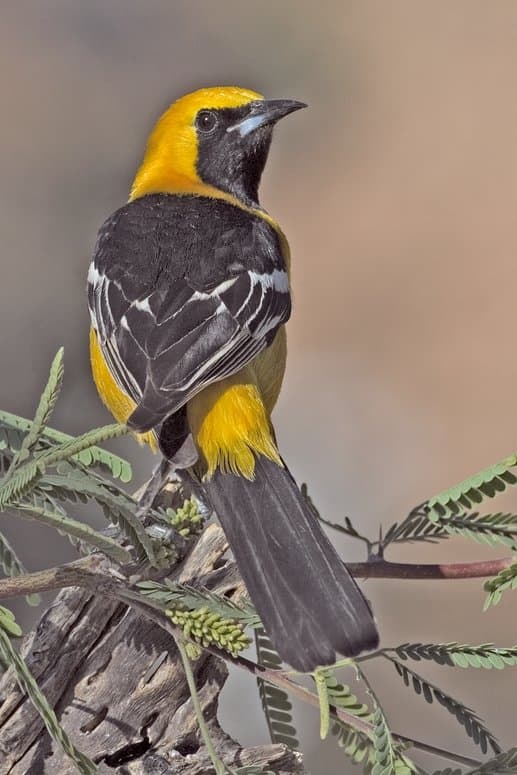 Foto de Calandria Dorso Negro Menor (Icterus cucullatus)
